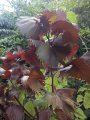 Acalypha Moorea - Hauteur : 3/4 mètres.  Origine : Pacifique